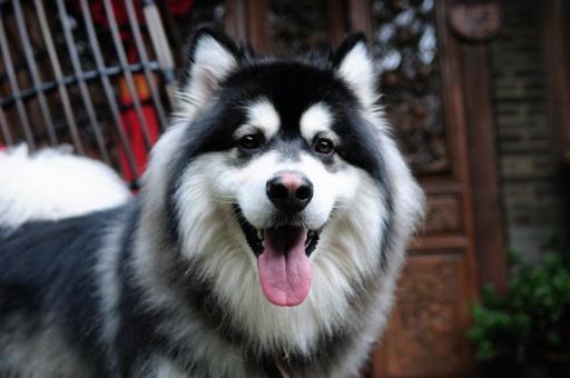 阿拉斯加雪橇犬